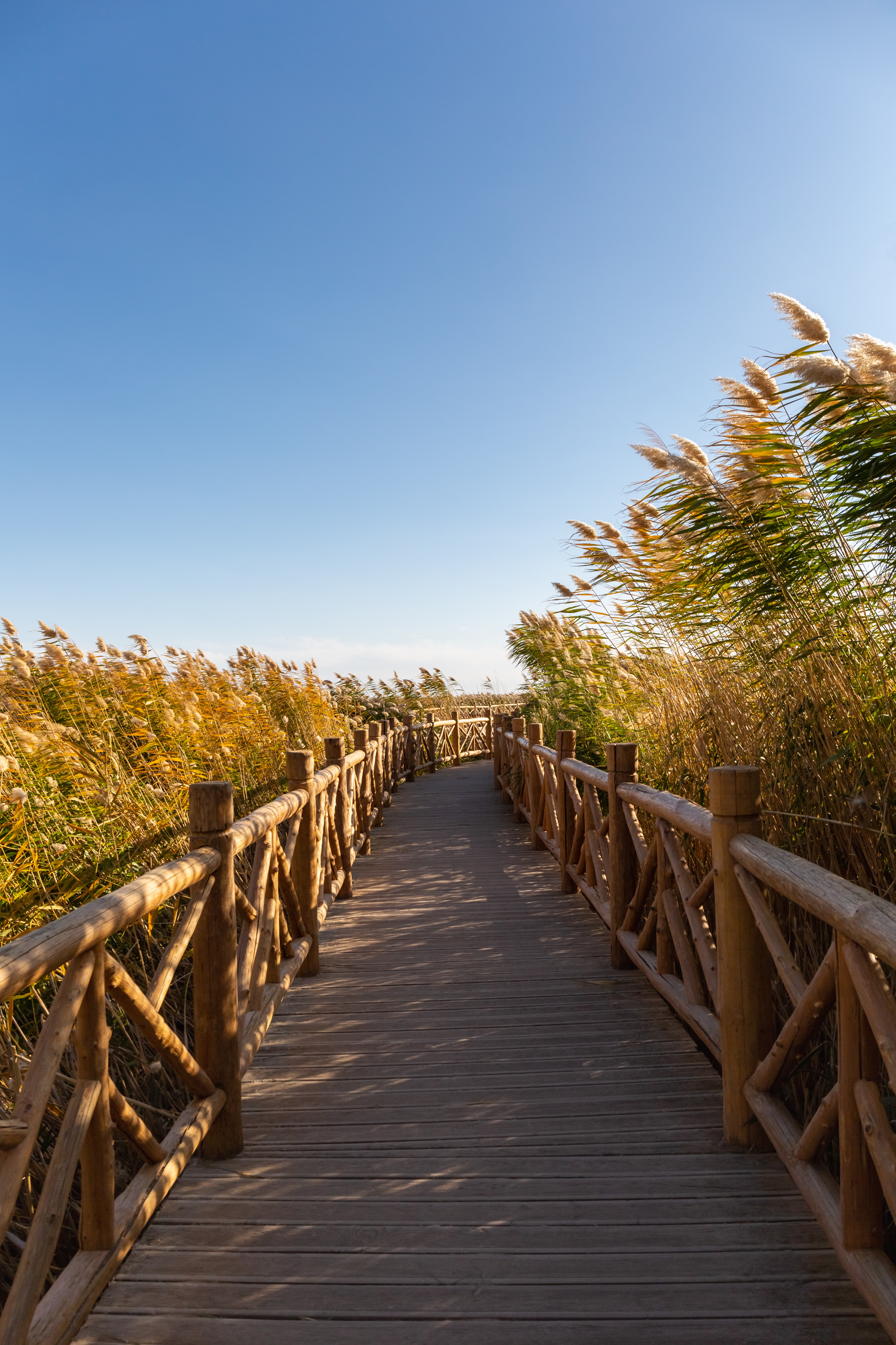 reeds and footpath in autumn