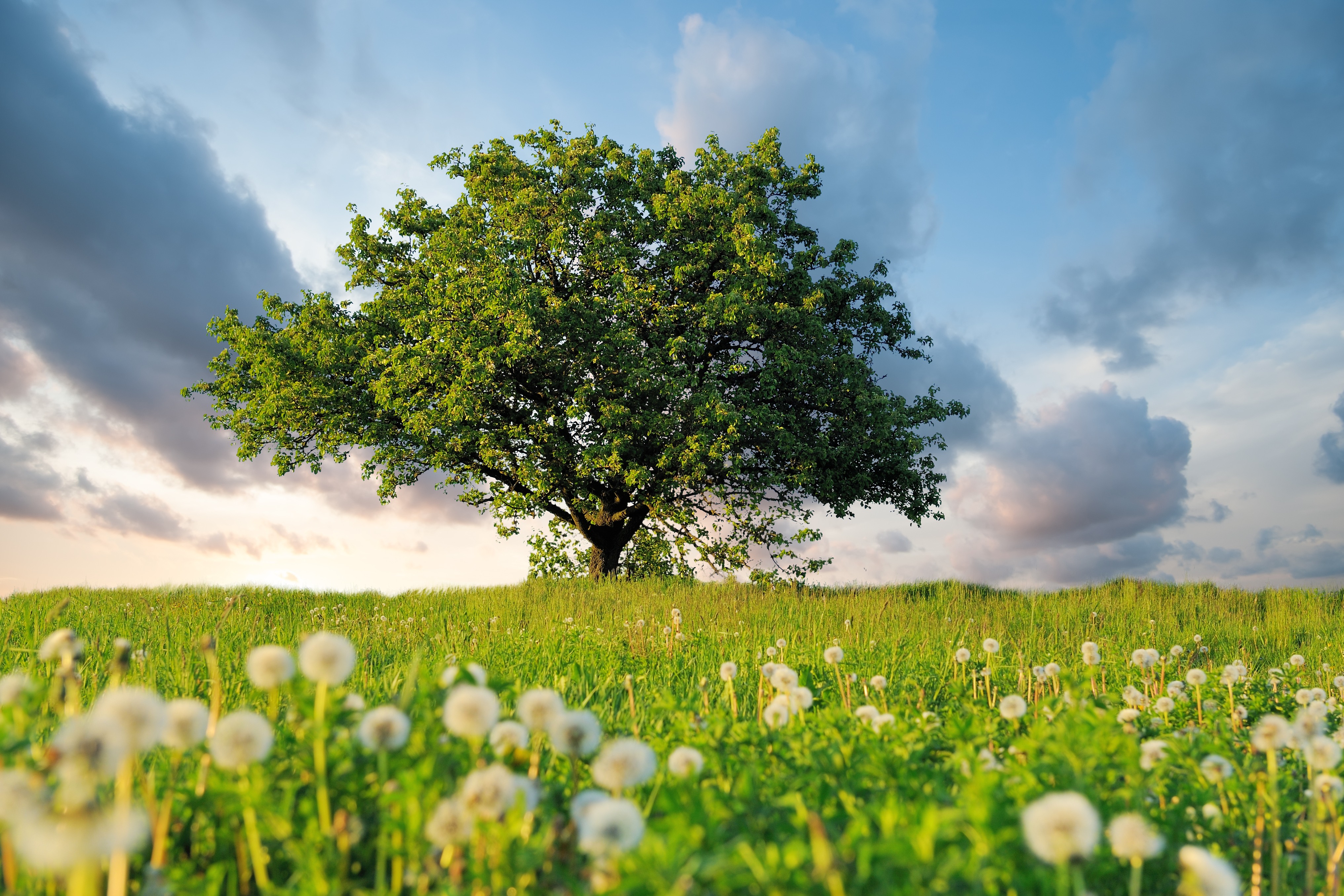 Summer landscape with nobody tree